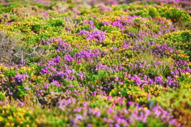 Cape d 'Erquy' deki mor fundalık otlakları, Fransa 'nın Brittany kentindeki en popüler turizm beldelerinden biri.