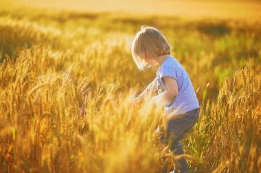 Gün batımında altın buğday tarlasında küçük tatlı bir kız. Çavdarın altın kulakları arasında yürüyen bir çocuk
