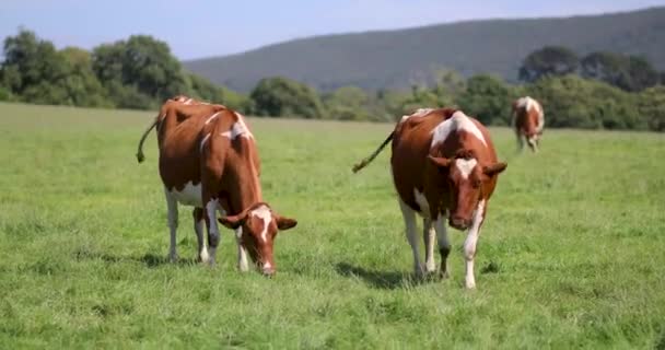 Коровы Пасутся Зеленом Пастбище Сельской Местности Бретани Франция — стоковое видео