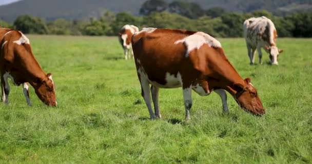 Αγελάδες Βόσκουν Καταπράσινο Βοσκότοπο Στην Αγροτική Βρετάνη Γαλλία — Αρχείο Βίντεο