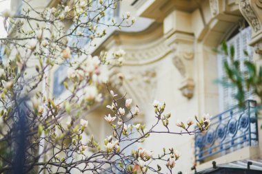 Bir bahar günü Paris caddesinde beyaz manolya çiçek açıyor. Fransa, Paris 'te baharın başlangıcı