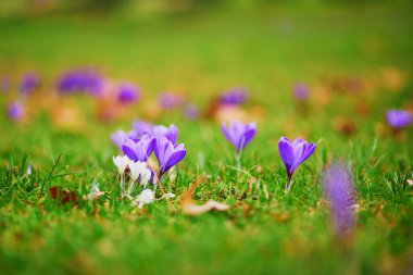 Yeşil çimlerde taze mor timsahlar. Baharın ilk çiçekleri