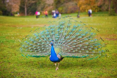 Fayansları sonuna kadar açık olan tavus kuşu, güzel yeşil kuyruk tüylerini gösteriyor. Park Bagatelle, Paris, Fransa
