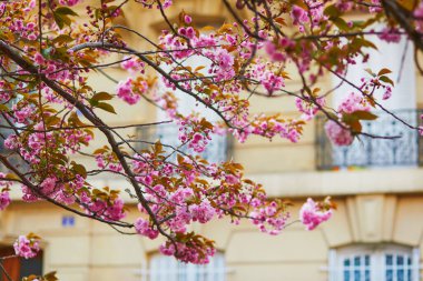 Paris, Fransa 'da güneşli bir bahar gününde güzel pembe çiçekli kiraz ağacı dalı.