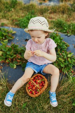 Hasır şapkalı sevimli kız çiftlikten taze organik çilek topluyor. Küçük çocuklar için lezzetli sağlıklı atıştırmalıklar. Küçük çocuklar için açık hava yaz aktiviteleri