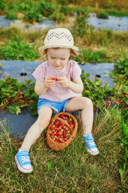 Hasır şapkalı sevimli kız çiftlikten taze organik çilek topluyor. Küçük çocuklar için lezzetli sağlıklı atıştırmalıklar. Küçük çocuklar için açık hava yaz aktiviteleri