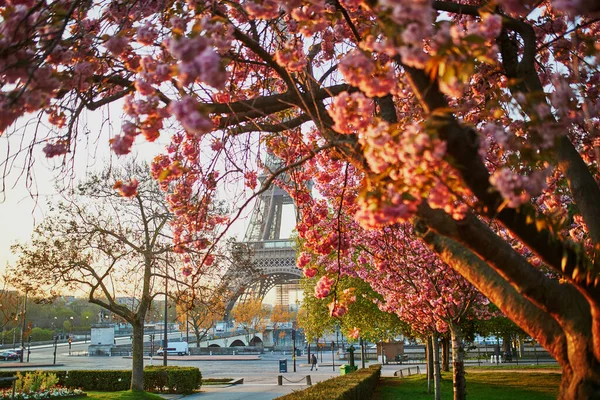 Vista Panorâmica Torre Eiffel Com Cerejeiras Plena Floração Paris França — Fotografia de Stock