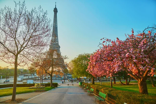 Scénický Pohled Eiffelovku Třešňovými Květy Plném Květu Paříži Francie — Stock fotografie