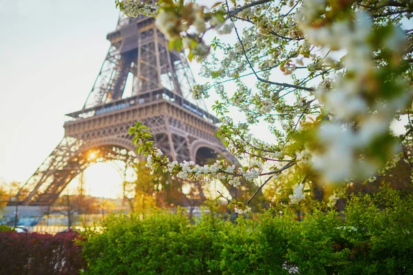 Szcenírozott Kilátás Eiffel Toronyra Gyümölcsfákkal Virágzó Párizs Franciaország — Stock Fotó