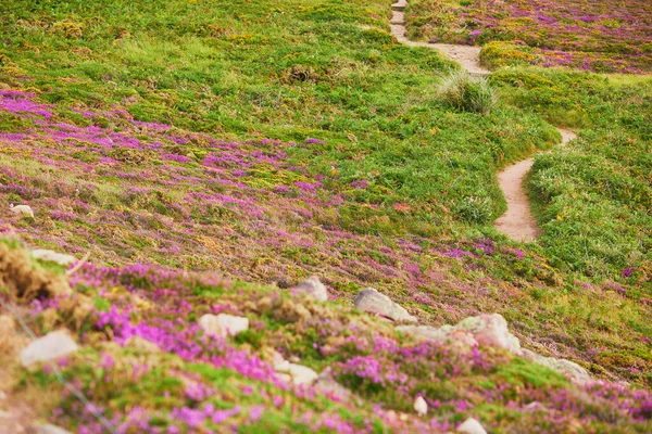 Malerischer Blick Auf Heidewiesen Kap Erquy Einem Der Beliebtesten Touristenziele — Stockfoto