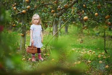 Meyve bahçesinde ya da sonbahar günü çiftlikte olgun kırmızı elmaları toplayan sevimli bir kız. Çocuklar için açık hava sonbahar aktiviteleri