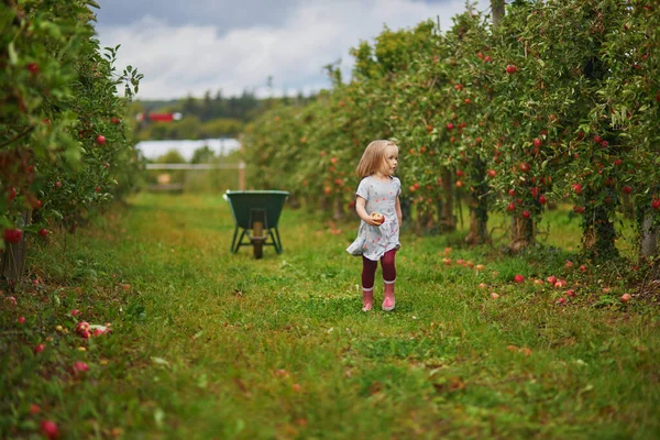 Adorable Niña Recogiendo Manzanas Rojas Maduras Orgánicas Huerto Granja Día —  Fotos de Stock