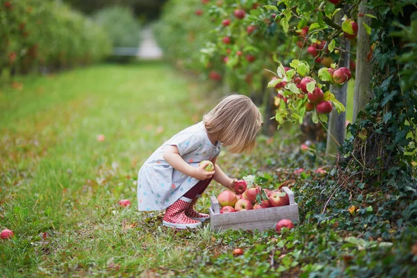 Adorable Niña Recogiendo Manzanas Rojas Maduras Orgánicas Huerto Granja Día —  Fotos de Stock