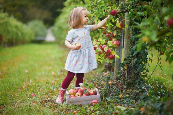 Entzückendes Kleinkind Das Einem Herbsttag Rote Reife Bio Äpfel Obstgarten — Stockfoto