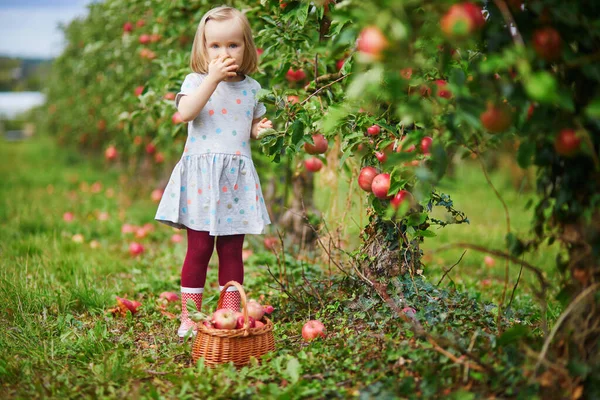 Adorable Niña Recogiendo Manzanas Rojas Maduras Orgánicas Huerto Granja Día —  Fotos de Stock