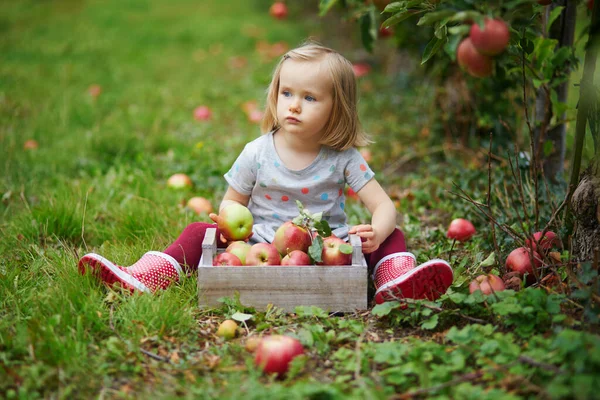 Adorabile Bambina Che Raccoglie Mele Rosse Mature Biologiche Nel Frutteto — Foto Stock