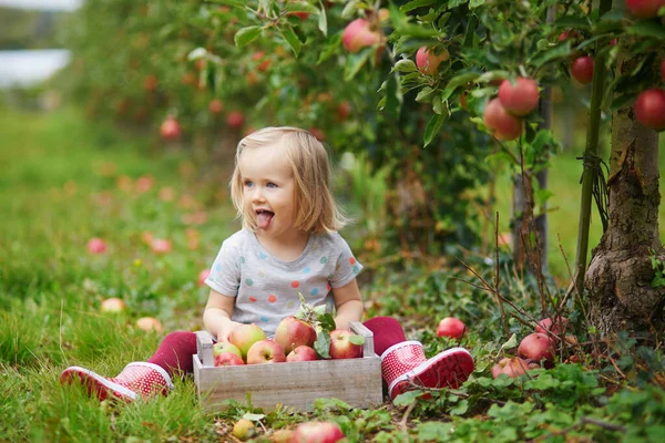 Adorabile Bambina Che Raccoglie Mele Rosse Mature Biologiche Nel Frutteto — Foto Stock
