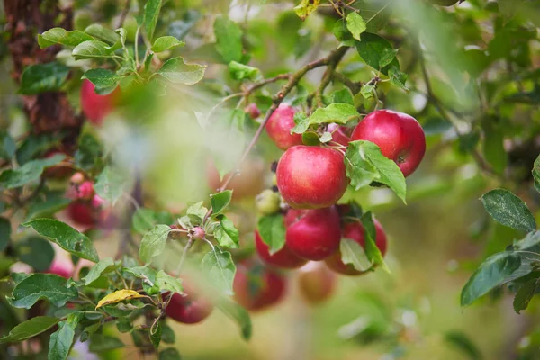 Pommes Biologiques Mûres Rouges Sur Branche Pommier — Photo