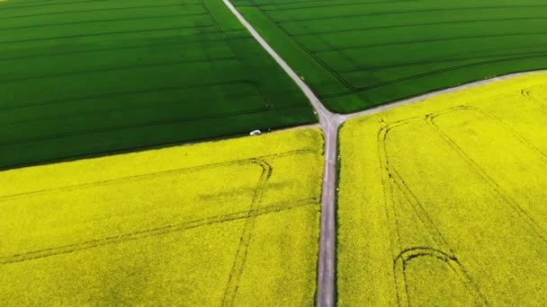 Vue Aérienne Panoramique Champs Colza Jaune Ile France France — Video