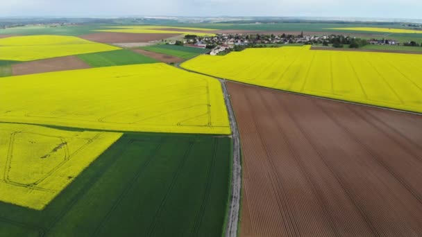Widok Lotu Ptaka Żółte Pola Rzepaku Ile France Francja — Wideo stockowe