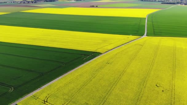 Vue Aérienne Panoramique Champs Colza Jaune Ile France France — Video