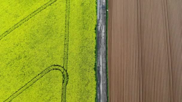 Widok Lotu Ptaka Żółte Pola Rzepaku Ile France Francja — Wideo stockowe