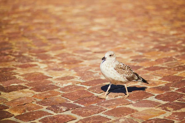 Large Seagull Street Saint Malo Brittany France — Stock Photo, Image