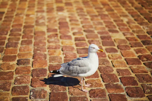 Large Seagull Street Saint Malo Brittany France — Stock Photo, Image