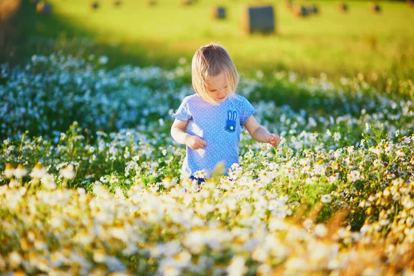 Adorable Toddler Girl Amidst Green Grass Beauitiful Daisies Summer Day — Stock Photo, Image