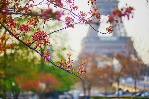Cseresznyevirág Virágzik Eiffel Torony Közelében Kora Tavasz Párizsban Franciaországban — Stock Fotó