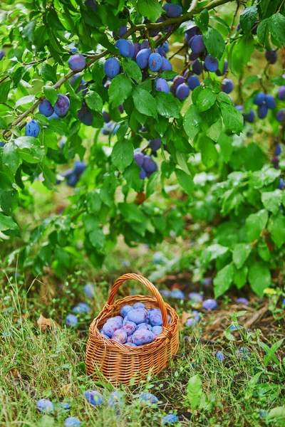 Deliciosas Ciruelas Azules Maduras Canasta Sobre Hierba Verde — Foto de Stock