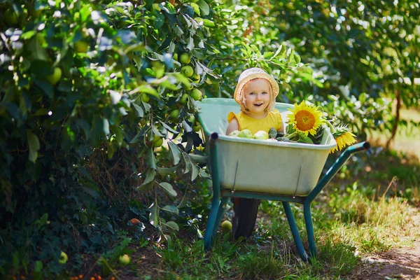Imádnivaló Kislány Szalmakalapban Talicskában Almafa Alatt Almát Eszik Egy Farmon — Stock Fotó