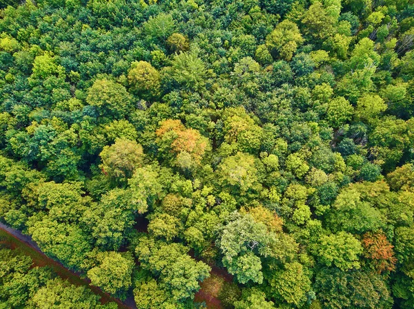 Vista Aérea Escénica Del Bosque Otoñal Norte Francia Yvelines Francia —  Fotos de Stock