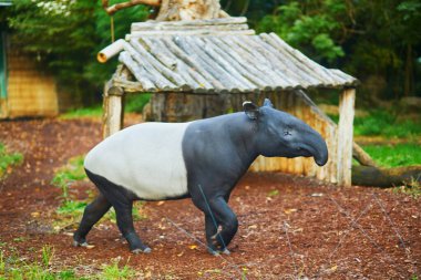 Malezya tapiri (tapirus indicus) Paris, Fransa 'da hayvanat bahçesinde