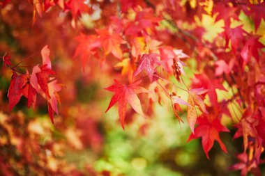 Parlak kırmızı ve sarı sonbahar yaprakları güneşli bir sonbahar gününde. Sonbahar doğasının güzelliği