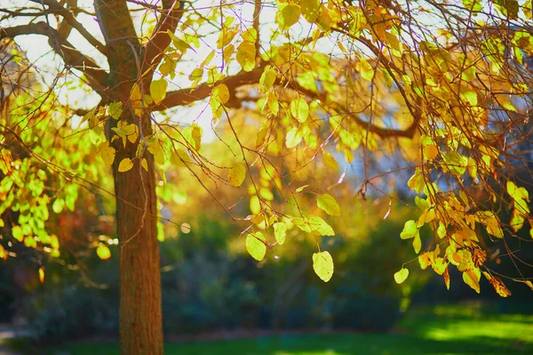 Foglie Gialle Sui Rami Degli Alberi Una Giornata Sole Autunnale — Foto Stock