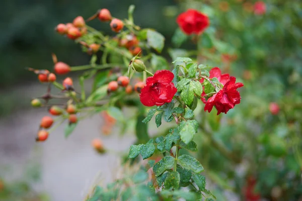 秋の日に蕾と花を持つバラの枝の閉鎖 — ストック写真