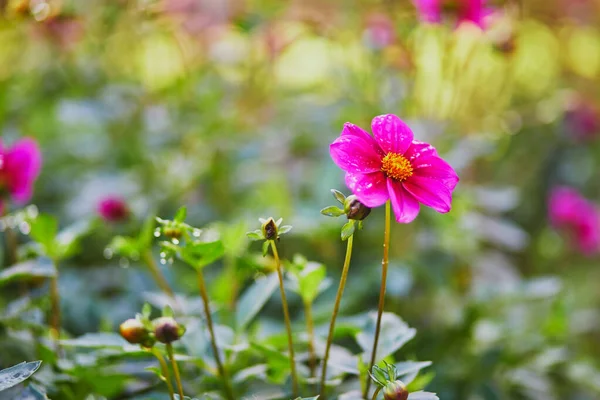 Dálias Rosa Florescendo Jardim Luxemburgo Tulherias Paris França — Fotografia de Stock