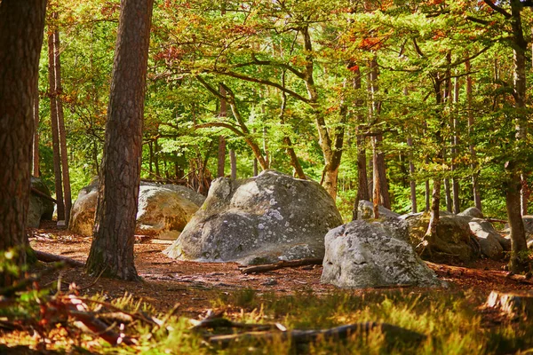 Paisagem Panorâmica Com Rochas Pinheiros Floresta Fontainebleau Perto Paris França — Fotografia de Stock