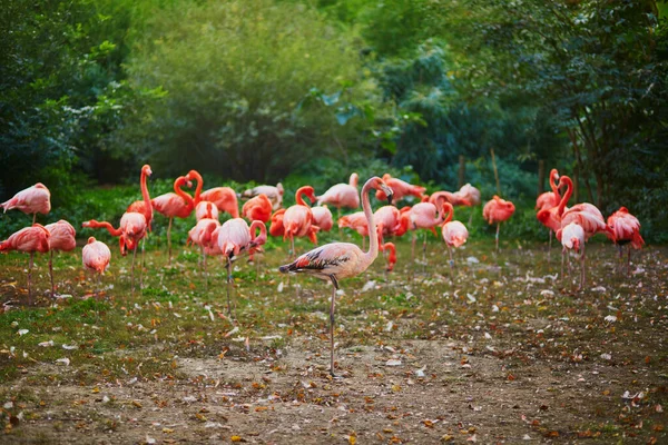 Many Pink Flamingo Zoo Jardin Des Plantes Paris France — стоковое фото