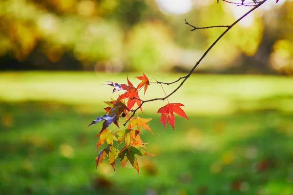 Ramo Com Folhas Outono Coloridas Dia Outono Ensolarado Beleza Natureza — Fotografia de Stock