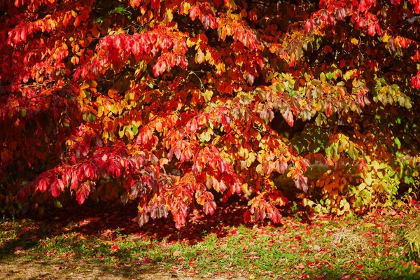 Folhas Outono Coloridas Brilhantes Vermelhas Amarelas Dia Ensolarado Outono Beleza — Fotografia de Stock