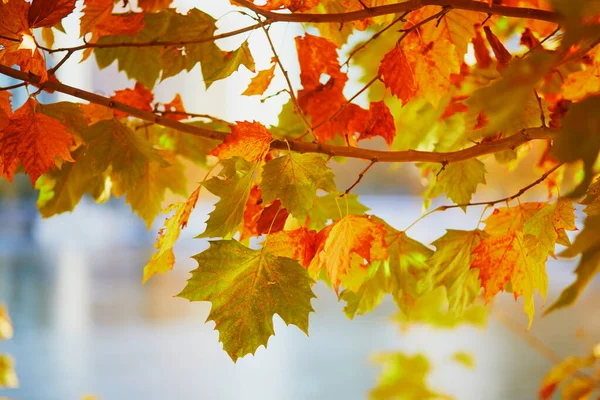 五彩缤纷的红黄相间的秋叶在一个阳光灿烂的秋日 秋天的美丽自然 — 图库照片