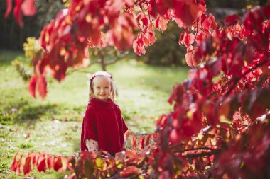 Sonbahar parkında oynayan sevimli küçük kız. Mutlu çocuk, parlak kırmızı yapraklarla güz gününün tadını çıkarıyor. Çocuklar için açık hava etkinlikleri