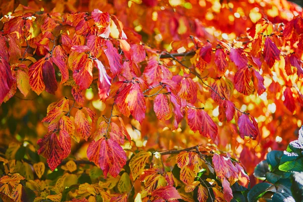 Φωτεινά Χρωματιστά Κόκκινα Και Κίτρινα Φθινοπωρινά Φύλλα Μια Ηλιόλουστη Μέρα — Φωτογραφία Αρχείου