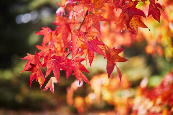 Heldere Kleurrijke Rode Gele Herfstbladeren Een Zonnige Herfstdag Schoonheid Van — Stockfoto