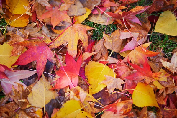 Heldere Kleurrijke Rode Gele Herfstbladeren Een Zonnige Herfstdag Schoonheid Van — Stockfoto