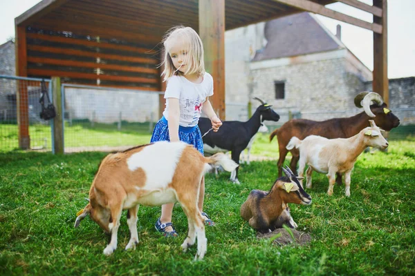 Adorable Little Girl Playing Goats Farm Child Familiarizing Herself Animals — Stock Photo, Image