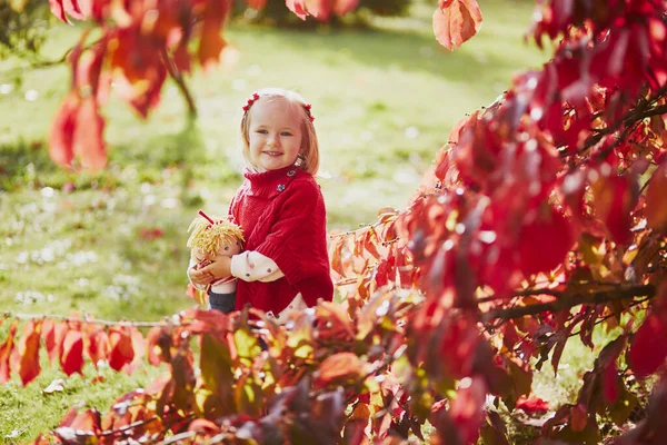 Entzückende Kleinkind Mädchen Spielen Herbst Park Glückliches Kind Genießt Den — Stockfoto