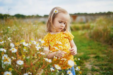 Yeşil çimlerin ve güzel papatyaların arasında bir yaz günü sevimli anaokulu kızı. Papatya saçlı küçük çocuk dışarıda eğleniyor. Doğayı keşfeden çocuk